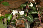 Pipsissewa <BR>Spotted wintergreen